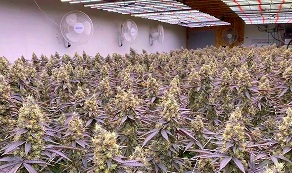 境外植物種植方案
