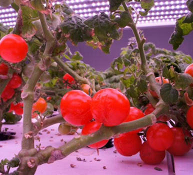 植物工廠(chǎng)種植照明方案