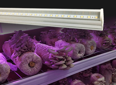 蘑菇植物生長(zhǎng)燈
