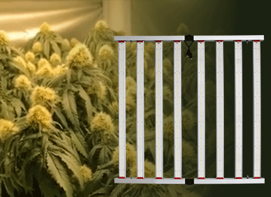 境外植物生長燈