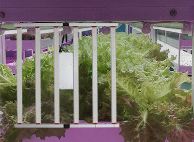 植物生長燈CHDM01600