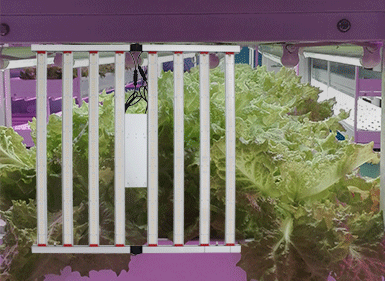 植物生長燈CHDM01800