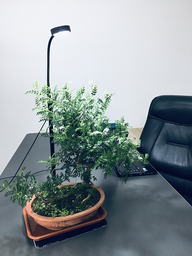 微景觀植物臺(tái)燈