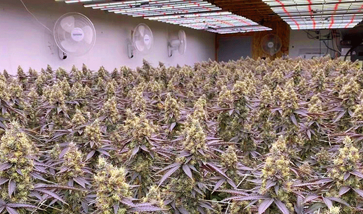 境外植物種植方案