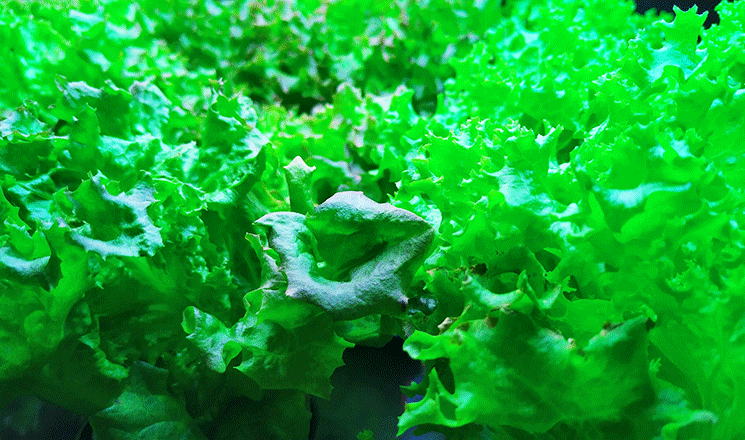 蔬菜種植照明解決方案