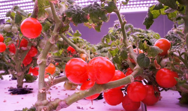 植物工廠種植照明方案