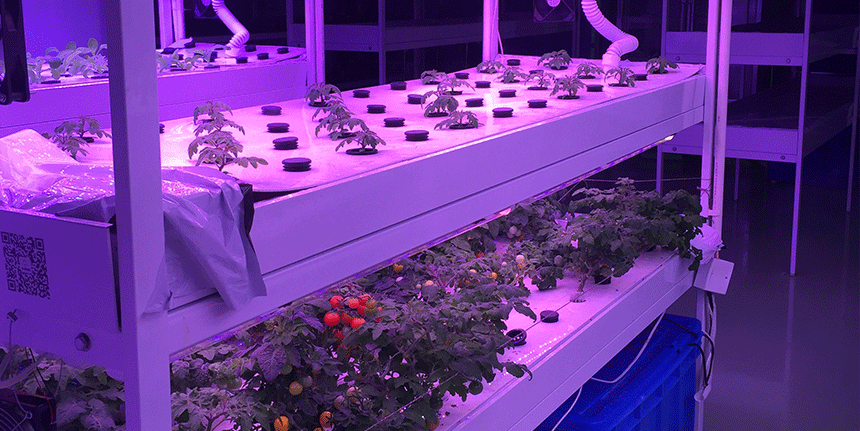 LED植物生長燈