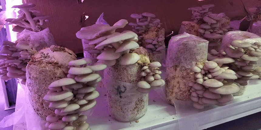 植物補光燈