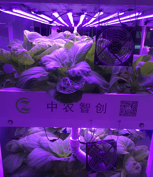 LED植物燈
