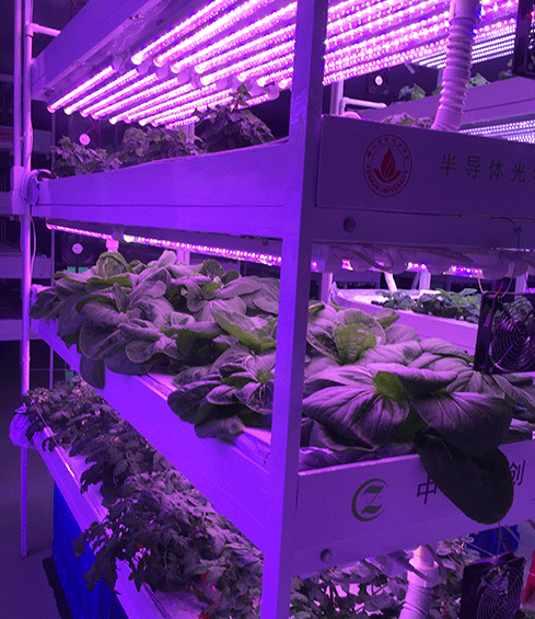 LED植物生長(zhǎng)燈