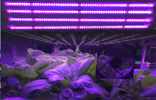 植物生長(zhǎng)燈.png