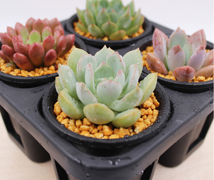 植物生長燈  植物補光燈.jpg