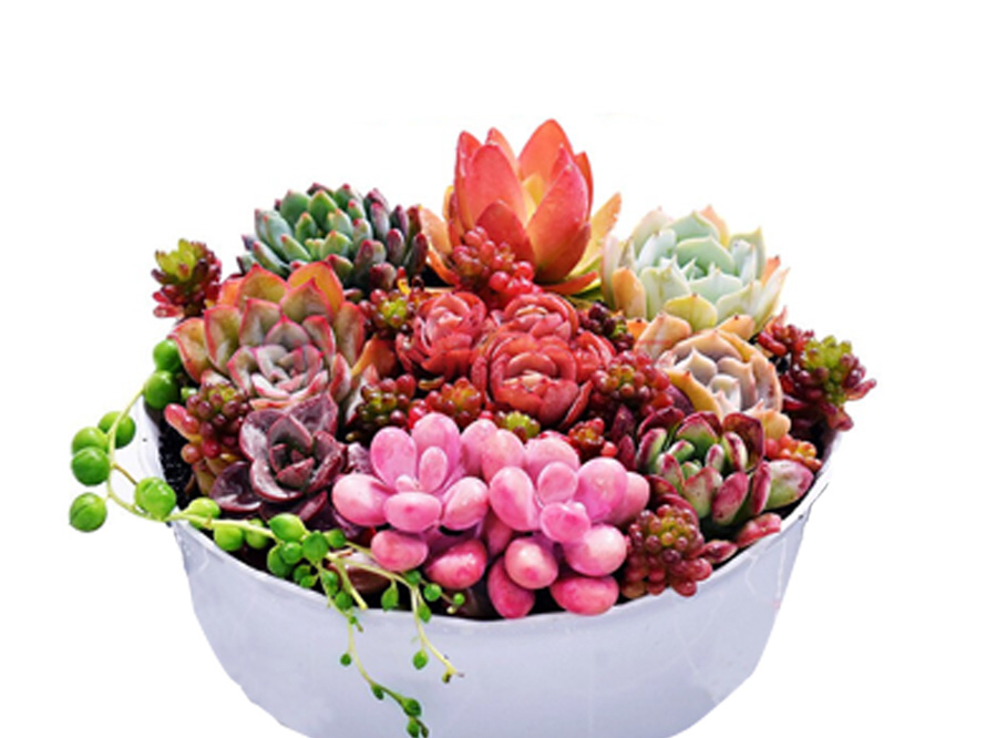 植物生長(zhǎng)燈 植物補(bǔ)光燈.jpg
