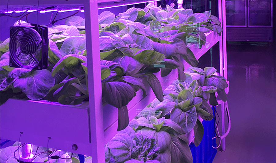 植物燈  慈恒植物燈jpg