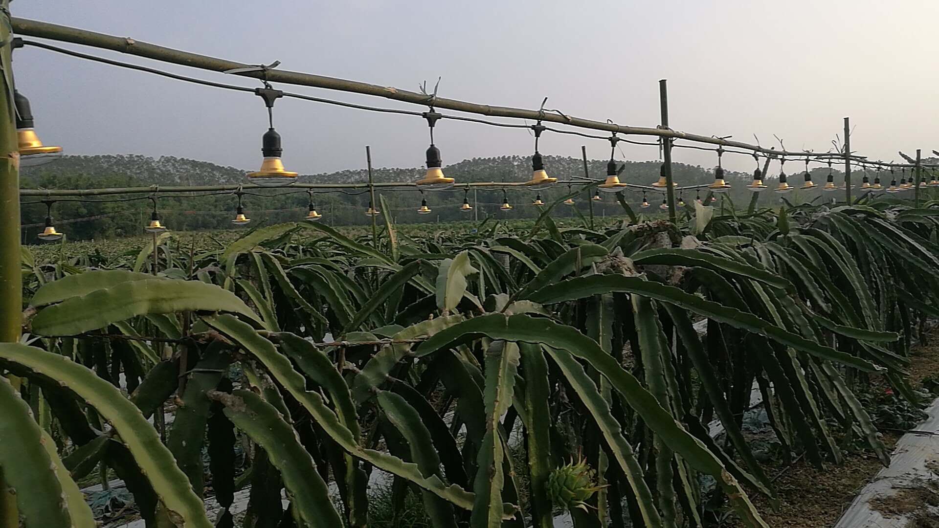 火龍果植物補(bǔ)光燈